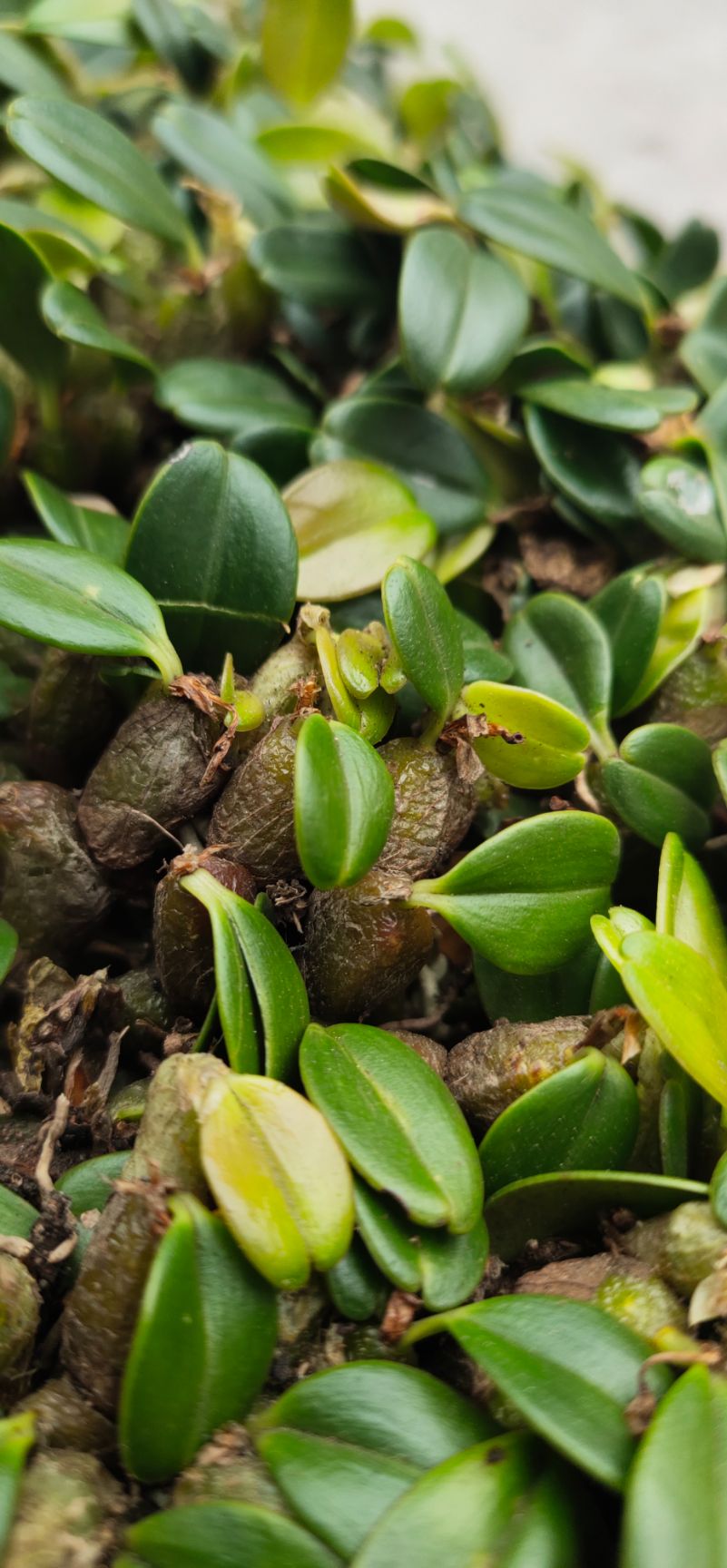 石橄榄 鲜货！新鲜！