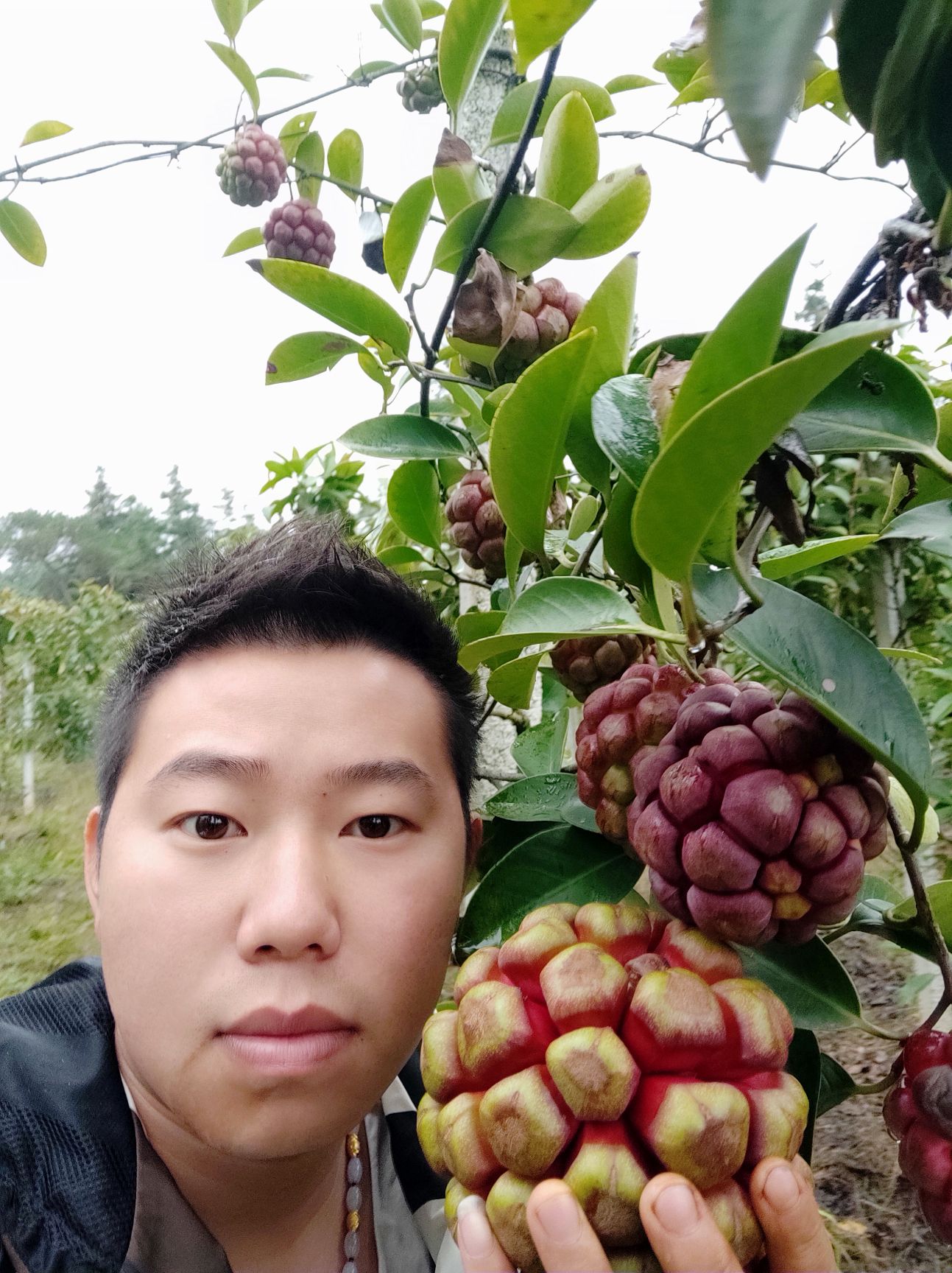 黑老虎苗  黑老虎火球一号，新品种