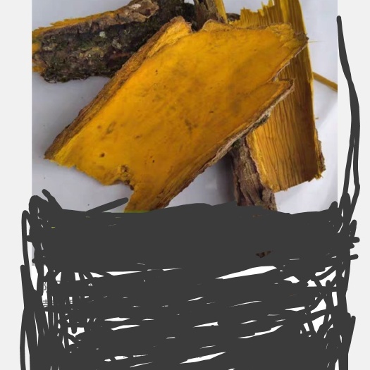 丰都关黄柏 鲜黄柏