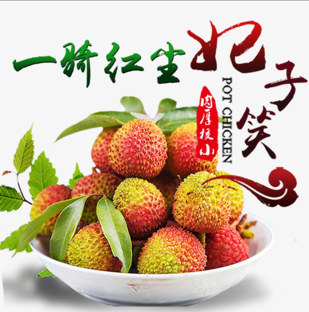 妃子笑荔枝苗  妃子笑荔枝树