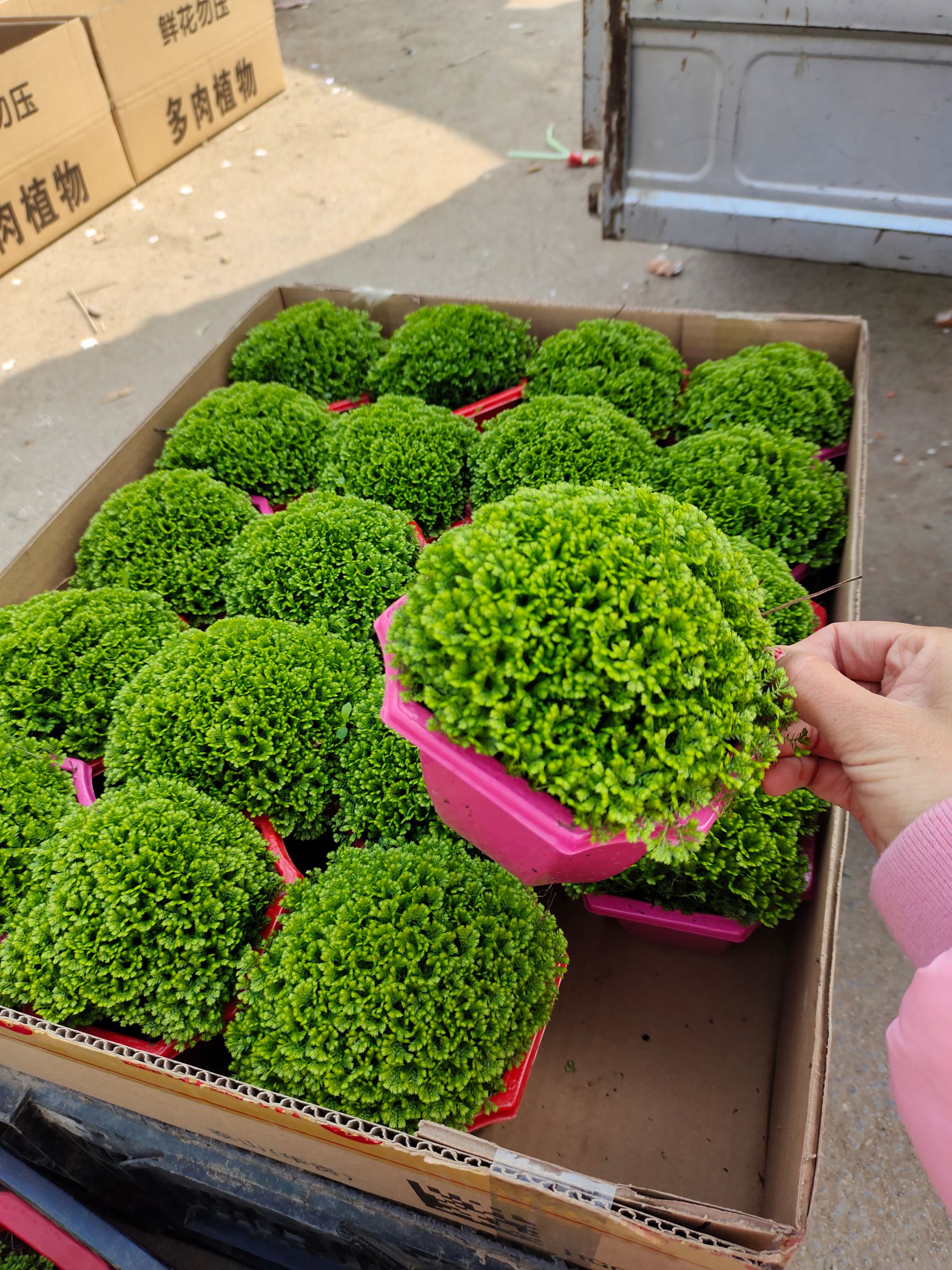 绿地球基地直供，绿地球电脑宝贝，绿地球基地，绿地球小苗