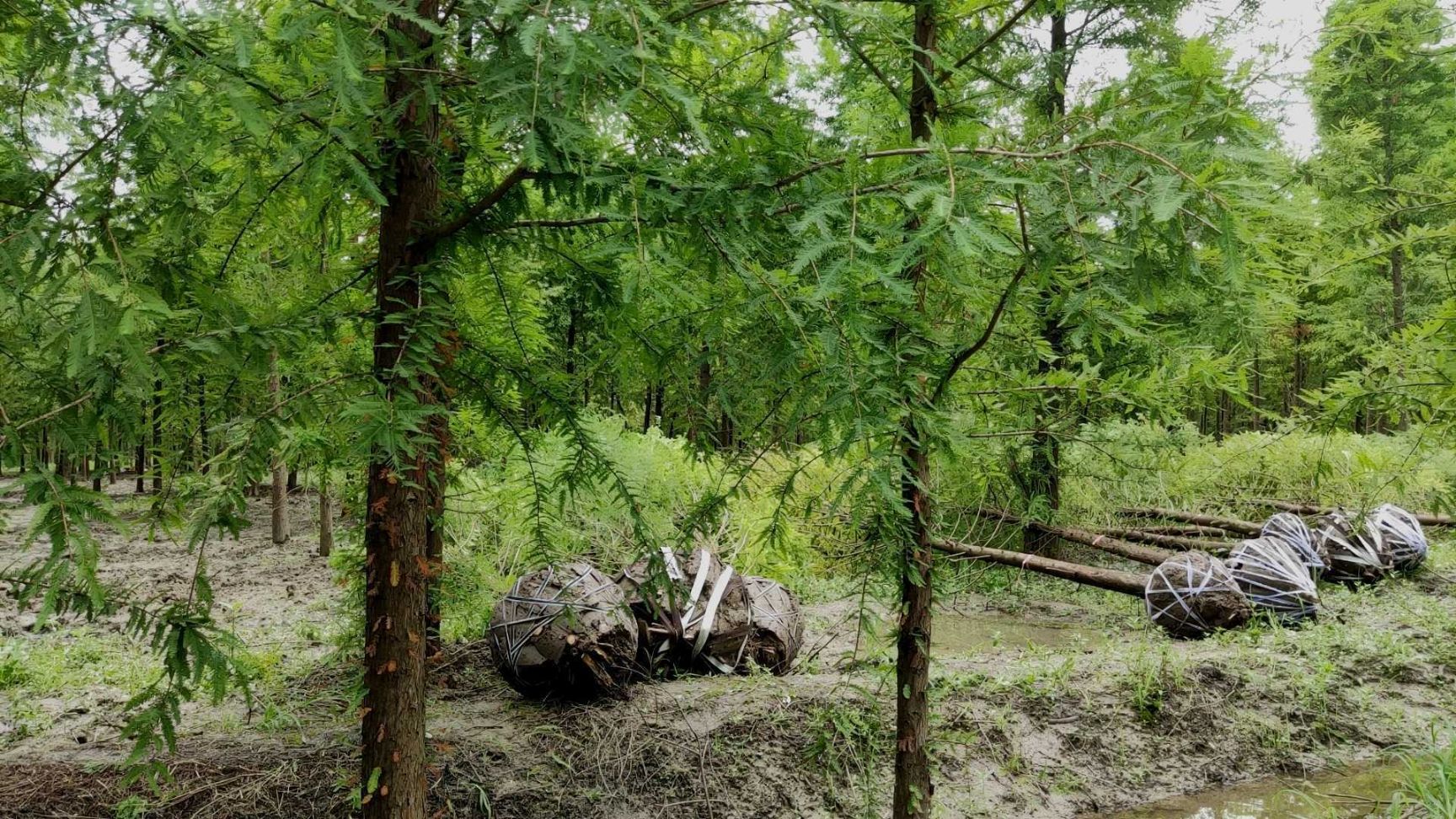  一年生中山杉价格  五公分六公分中山杉价格划算规格齐全