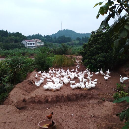 遂宁白鹅 限遂宁区域