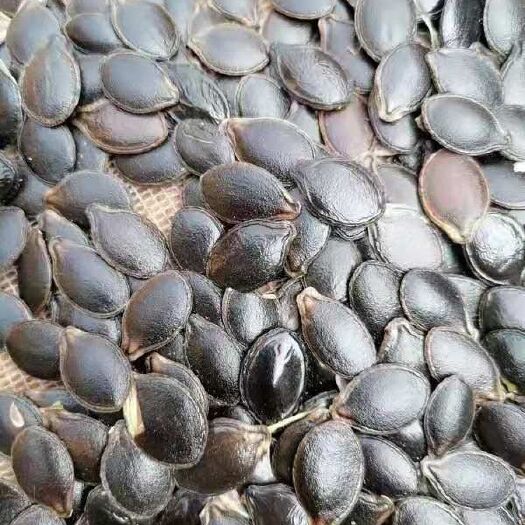 建水县云南黑金刚瓜子产地货源一手代办