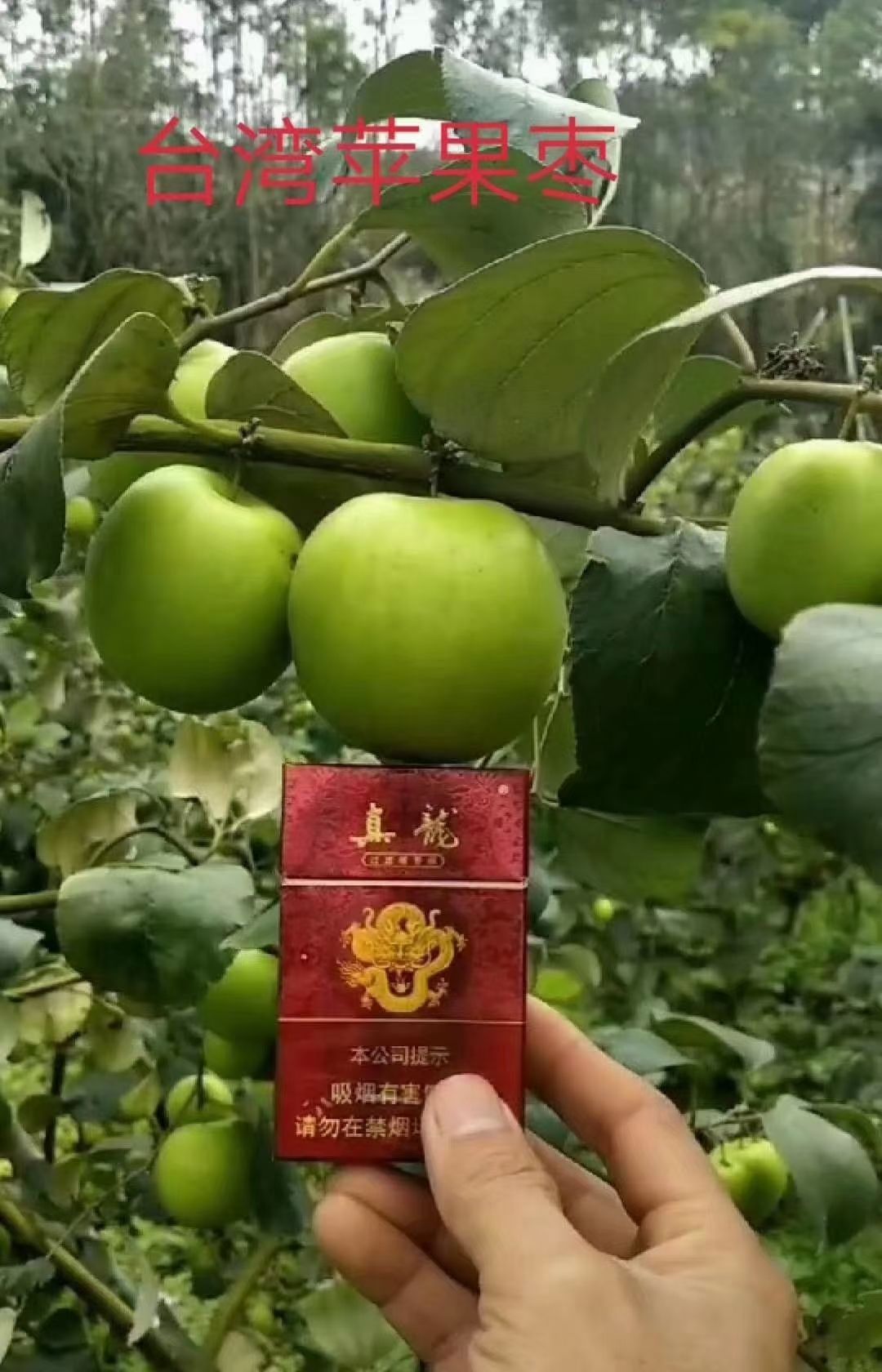 冬枣树苗  苹果枣