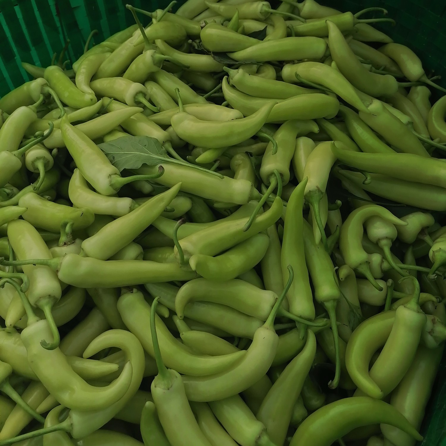 辣椒 广西壮族自治区崇左市扶绥县 