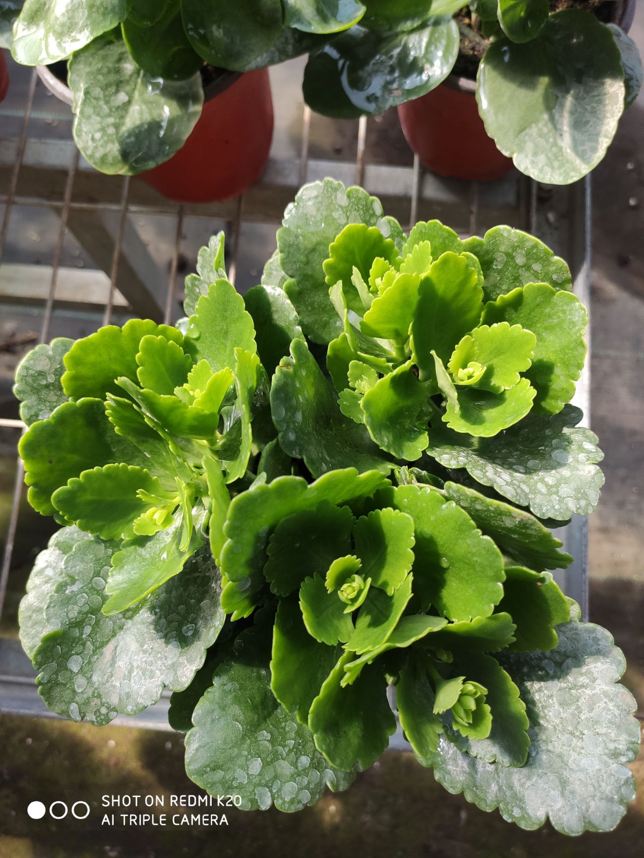 长寿花盆栽  长寿花     13个品种  常年绿植  观花植物