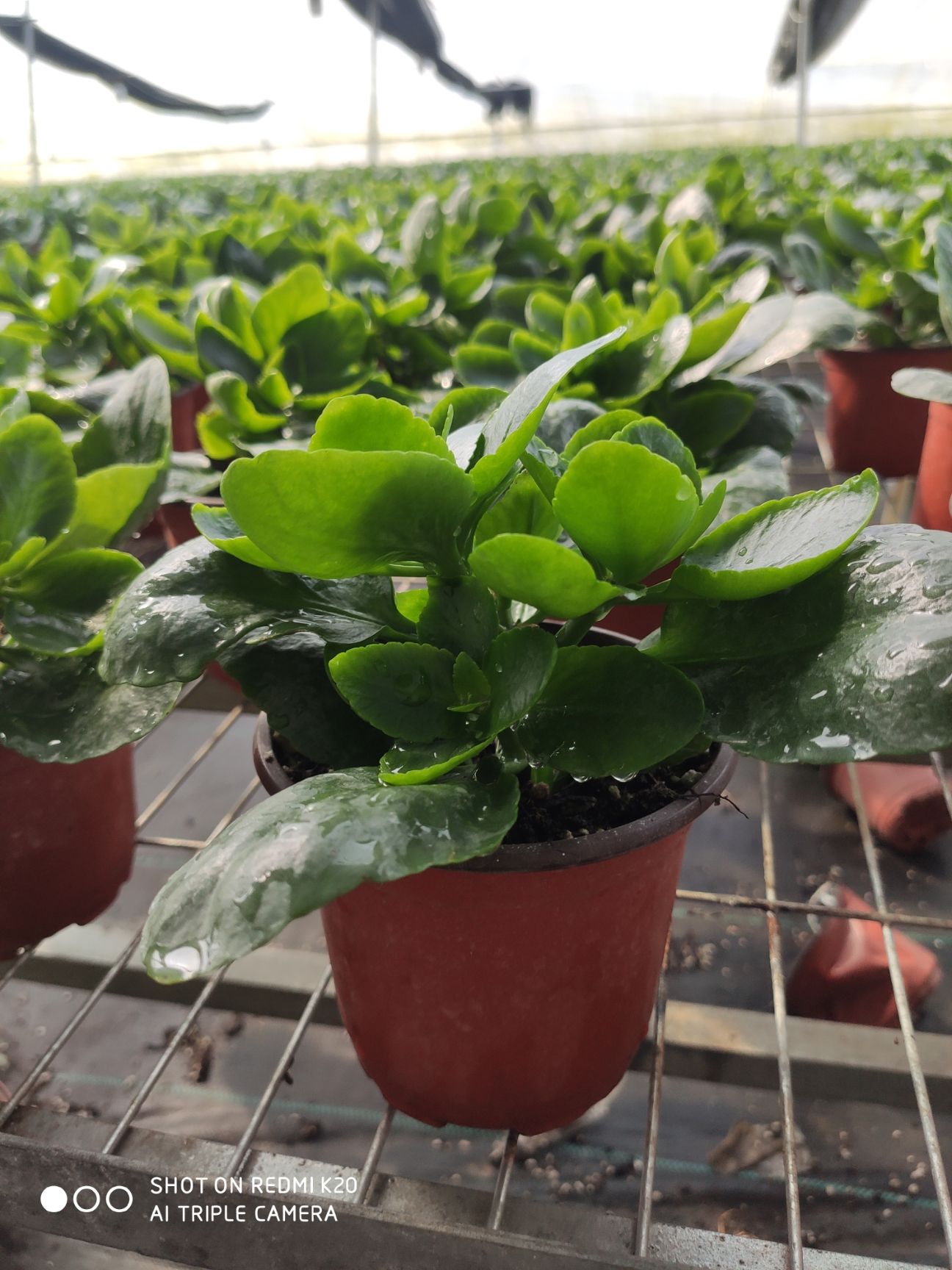 长寿花盆栽  长寿花     13个品种  常年绿植  观花植物