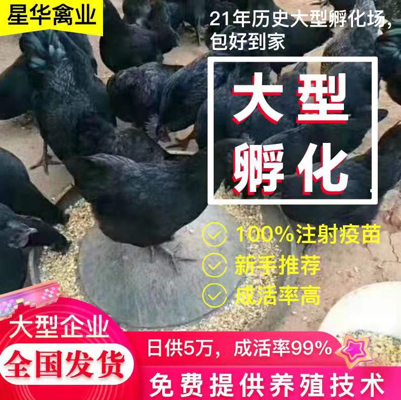 五黑鸡苗  常年孵化五黑一绿鸡苗  乌皮土鸡苗  土鸡苗批发 量大价优