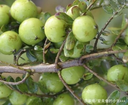 南安市余甘果 余柑带花果发货