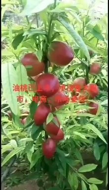 冠县126油桃 中油五号大量上市126即将上市