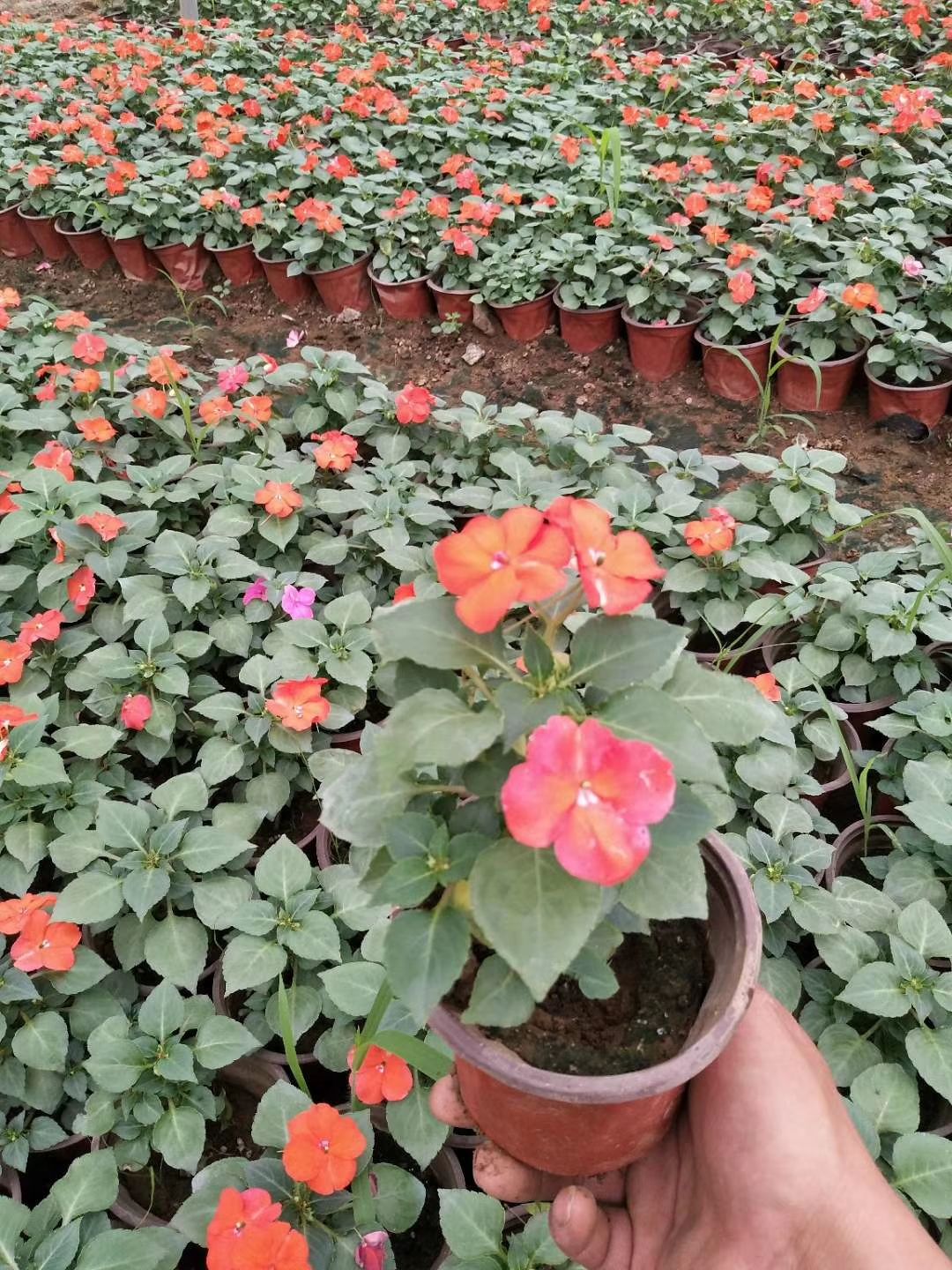 凤仙花  非洲凤仙种植基地 非洲凤仙杯苗 非洲凤仙价格 非洲