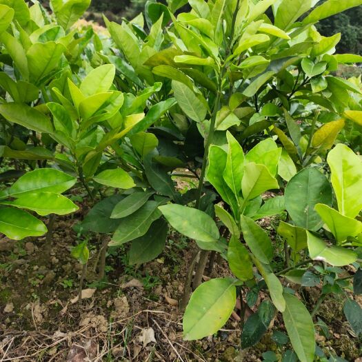灵山县三红蜜柚苗！正品嫁接苗
