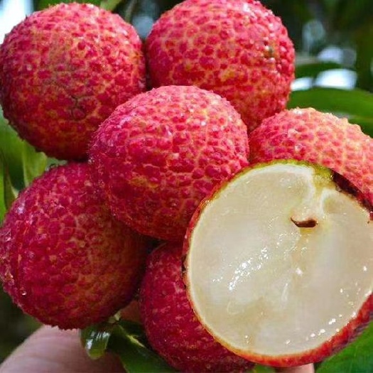 灵山县无核荔枝苗  正品无核荔枝嫁接苗 妃子笑荔枝苗 桂味荔枝苗