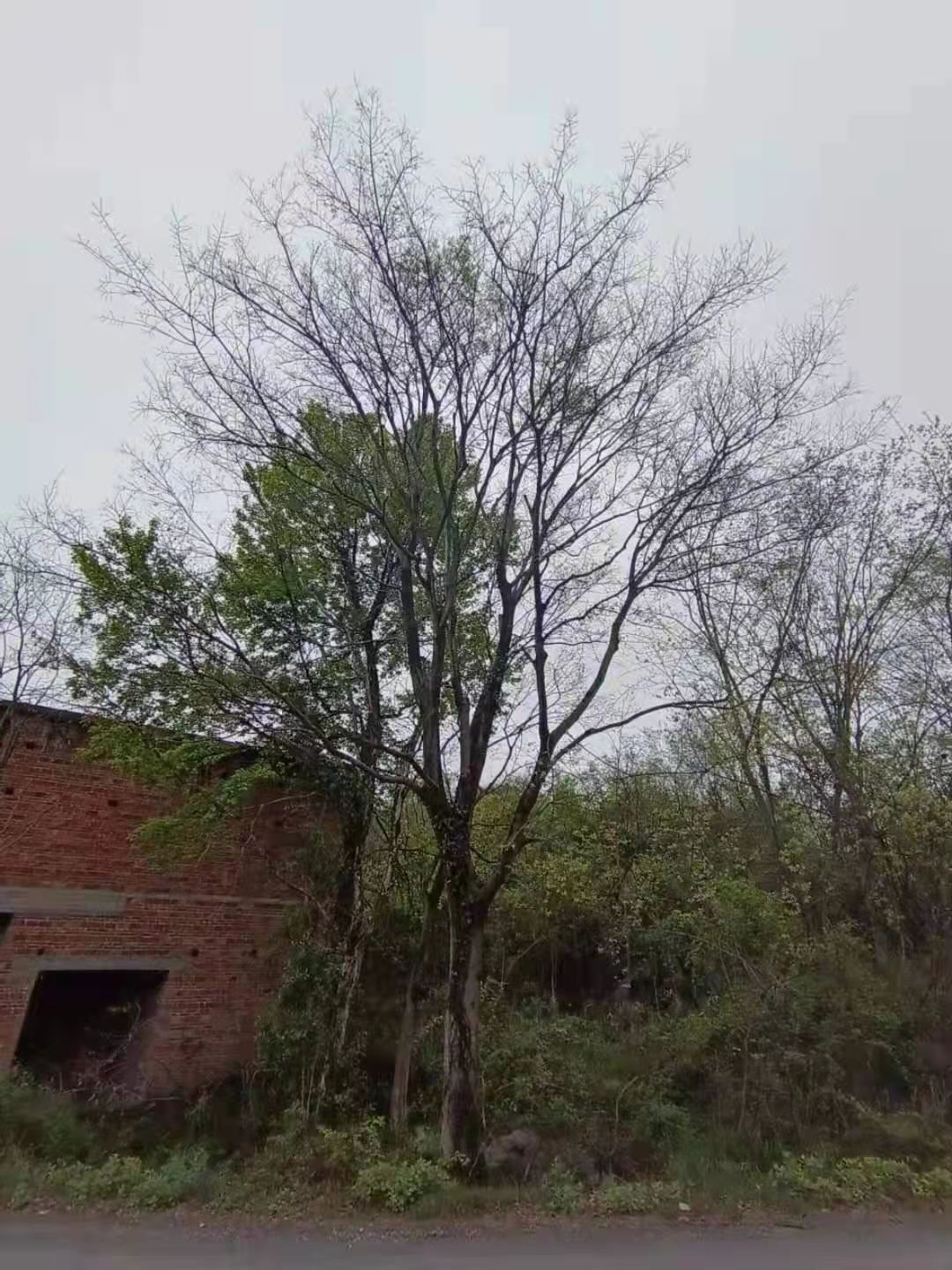 小叶朴 朴树，20-70的大量供应！