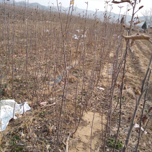 招远市烟富10苹果苗 