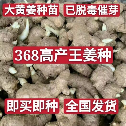 沂水县姜种，大黄姜姜种368产量王，小黄姜姜种，赠送栽培技术指导！