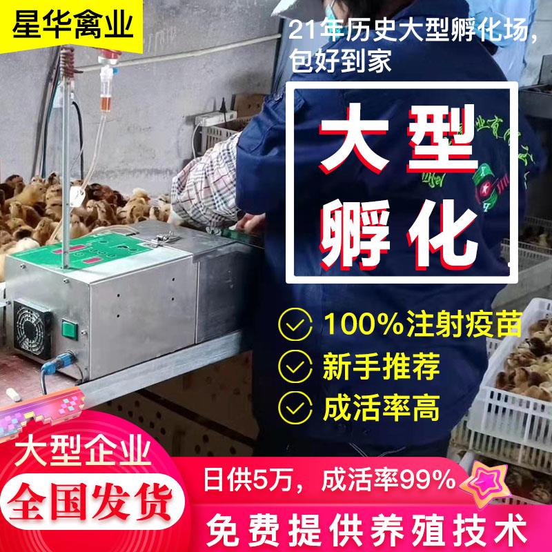 五黑鸡苗  常年孵化五黑一绿鸡苗  乌皮土鸡苗  土鸡苗批发 量大价优