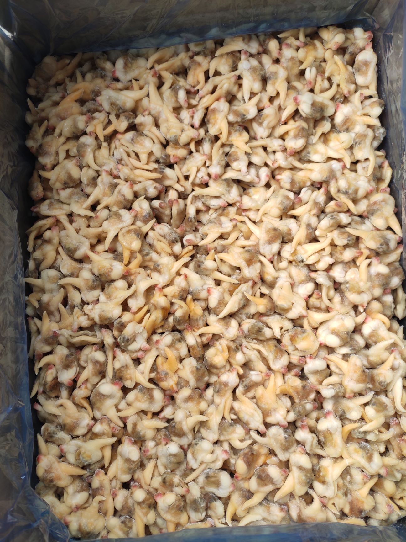  蚬子肉 黄蚬子肉 蚬肉