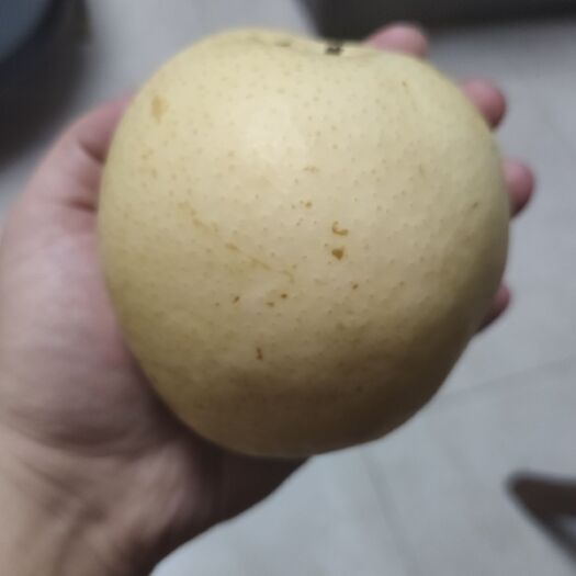 石家庄河北皇冠梨水多个大好吃