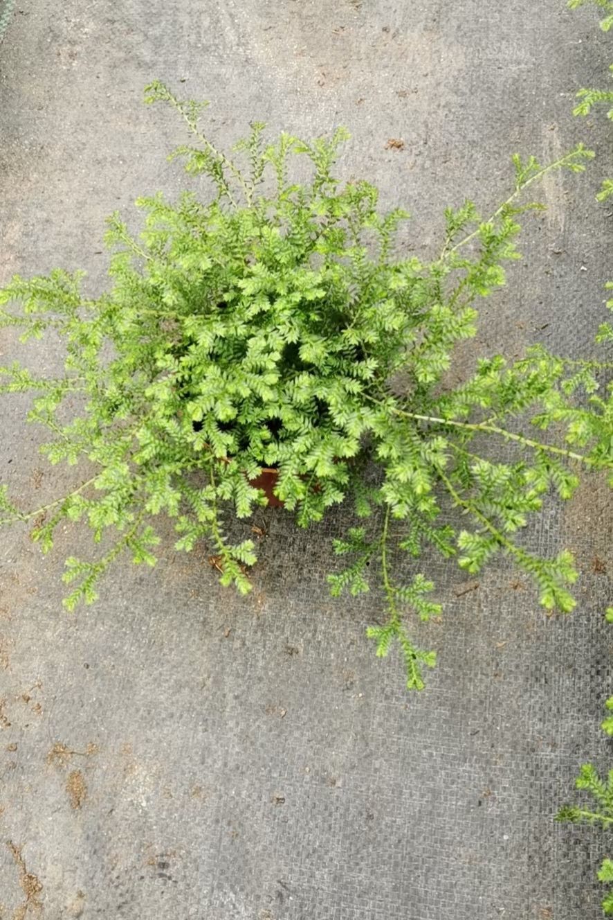 蜀柏 90#变色龙(基地翠云草盆栽)~ 40装3.5元一盆 剑柏