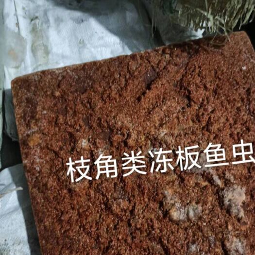 佛山丰年虫