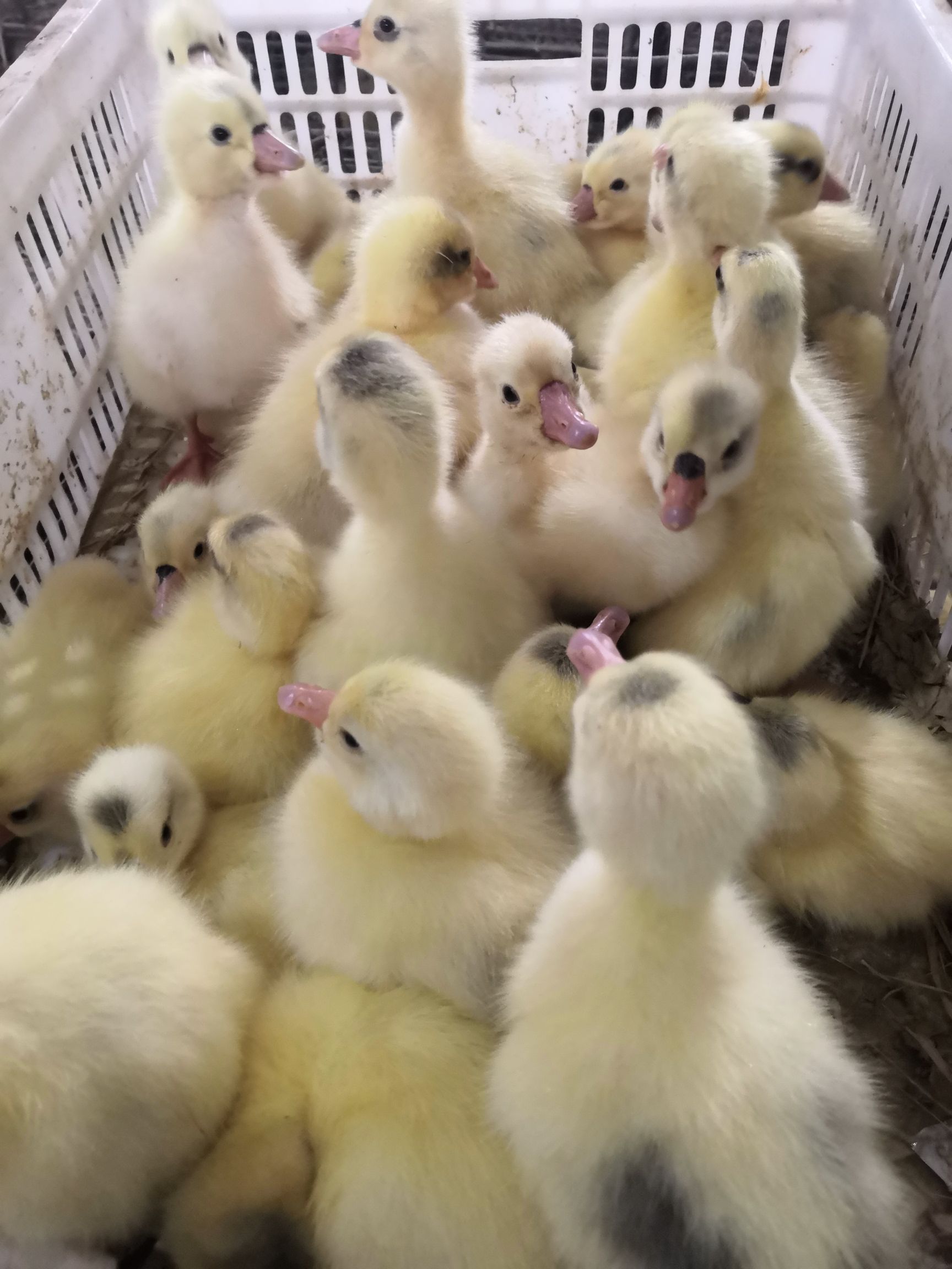 大三花鹅苗，包防疫路损