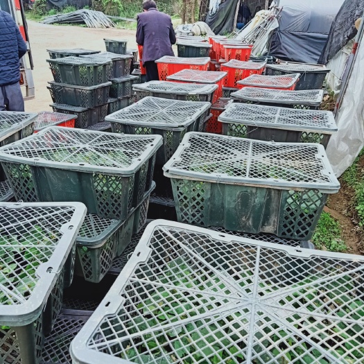桂林 罗汉果渡头罗汉果苗林福罗汉果苗