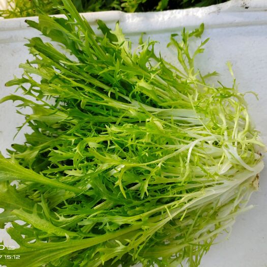 商河县苦菊 