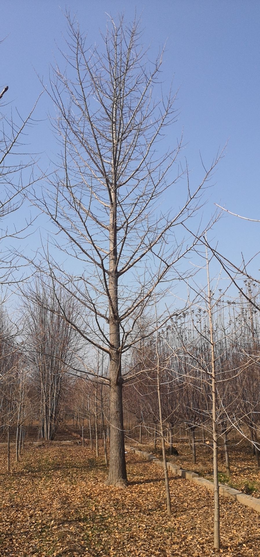 银杏树 白果树-苗圃精品银杏树 银杏树价格 古银杏树