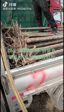 苦楝树 自家苗圃，诚信经营