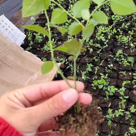 泰安优瑞卡蓝莓苗杯苗，基地直供，