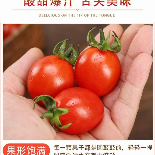 莘县千禧圣女果爆汁小番茄酸甜可口新鲜采摘市场商超团批团购一件代发
