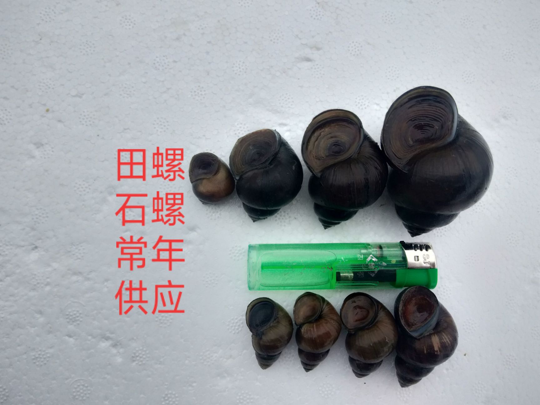 潜江市田螺，长期不断供应鲜活各种规格，肉质鲜嫩肥美，全国发货！