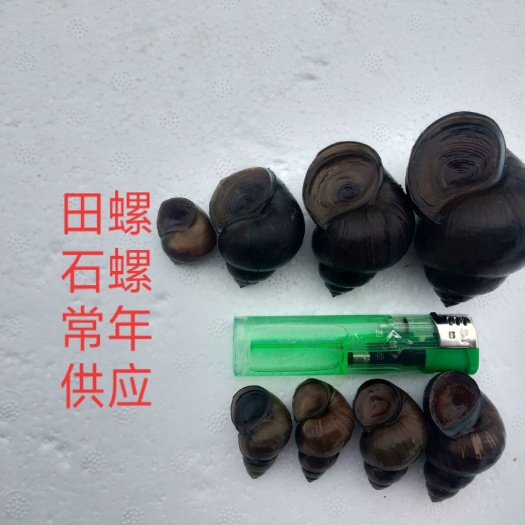 潜江市精品田螺，长期不断供应鲜活各种规格，肉质鲜嫩肥美，全国发货！