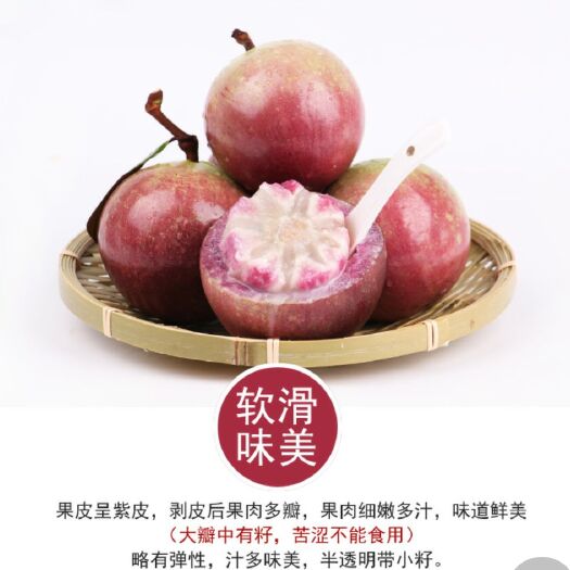 南安市牛奶果苗  牛奶果树1.5米高