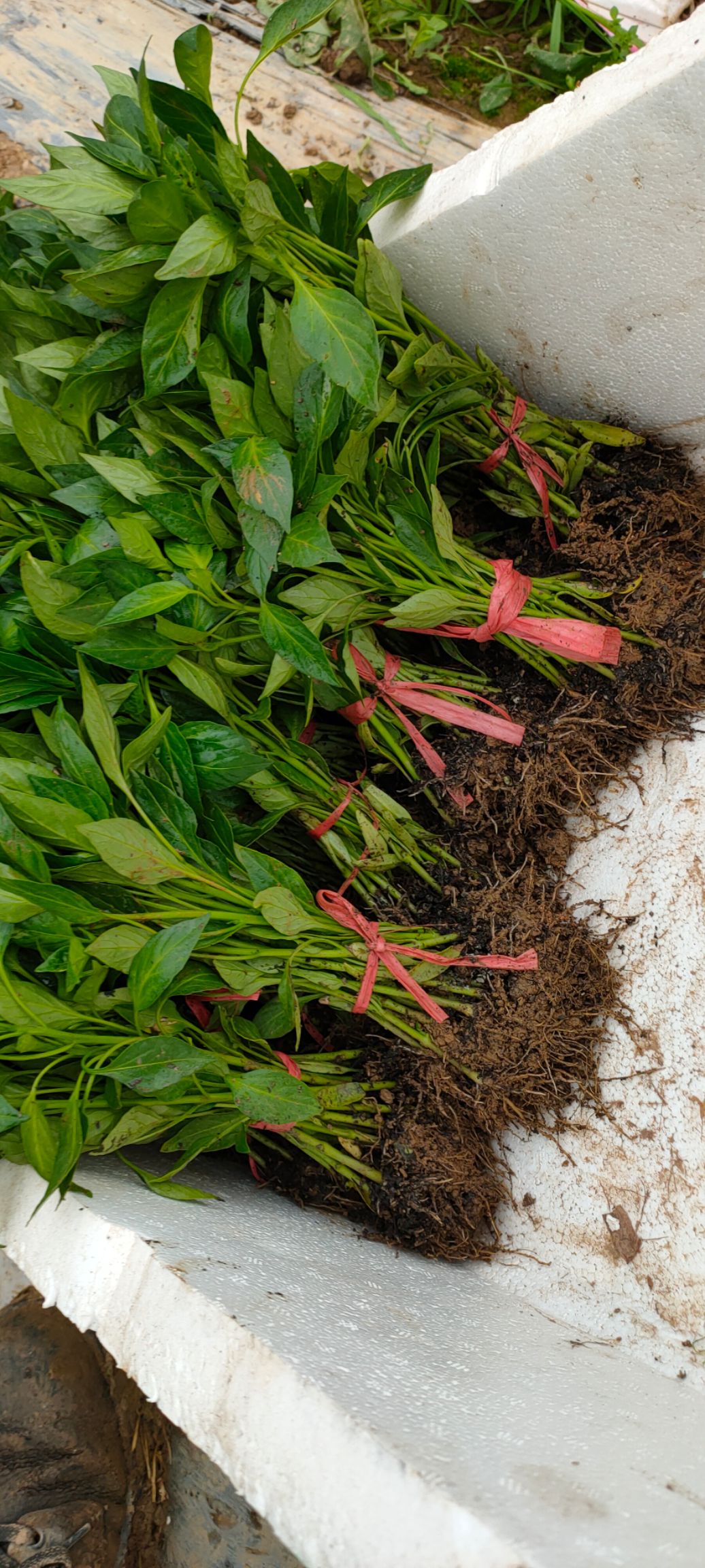 线椒苗 10～14片真叶