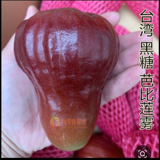 南安市黑糖芭比莲雾苗  黑糖芭比莲雾果树大苗