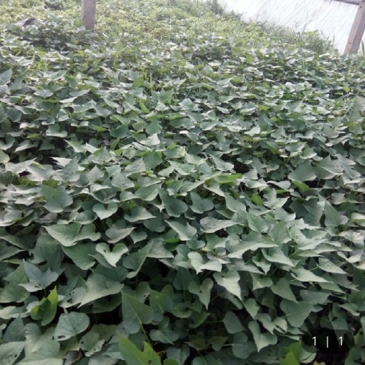 获嘉县玛莎莉红薯苗