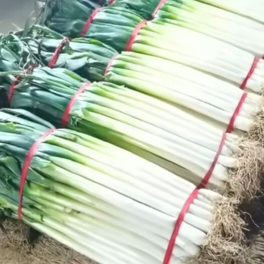 平度市高白大葱 启东净葱