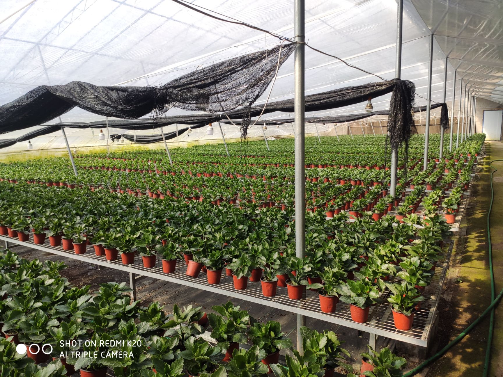 长寿花盆栽  长寿花     13个品种  常年绿植  观花植物