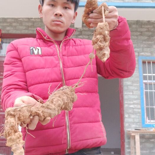 紫云县真正白肉土茯苓不变色，合适煲汤不苦味道清淡合适入口