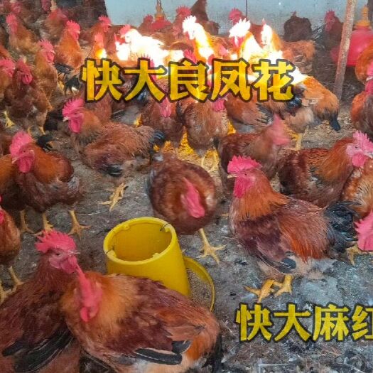良凤花鸡苗 快大花鸡苗 快大/麻红鸡苗 广西花鸡苗