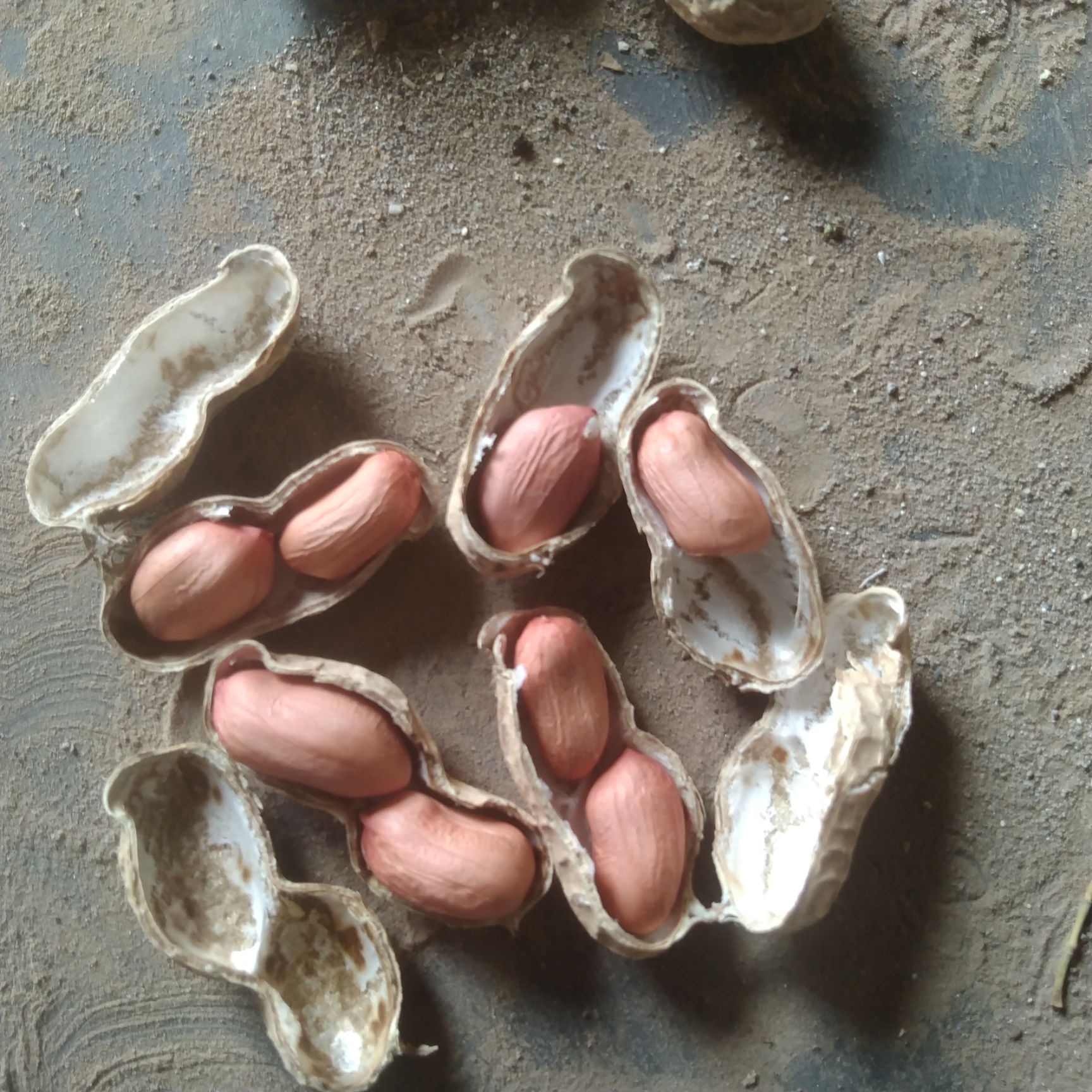 鲜花生  今年新鲜小鲁花干花生开始上市，欢迎广大新老客户订购