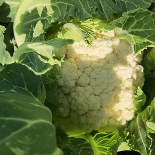 盐城白花菜花  **种植  绿色保证  有机花菜