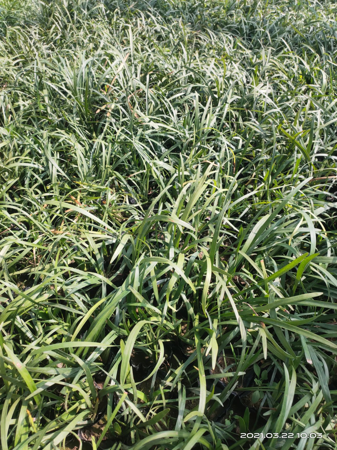 兰花三七种植基地 兰花三七杯苗 兰花三七价格 兰花三七产地