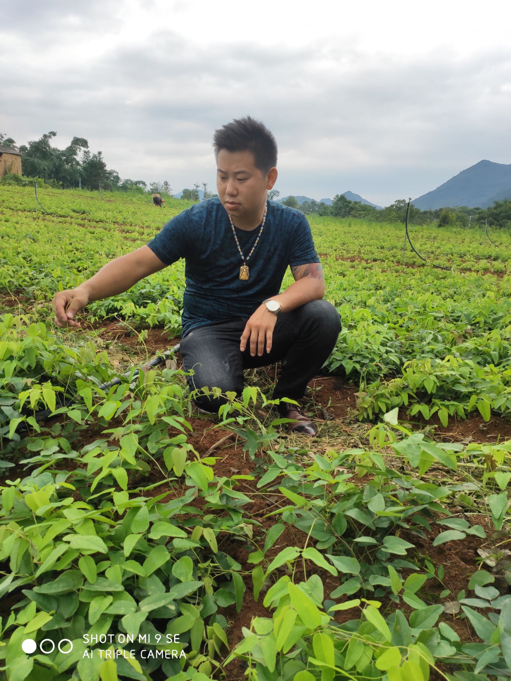 八月瓜苗  八月瓜天龙一号，新品种