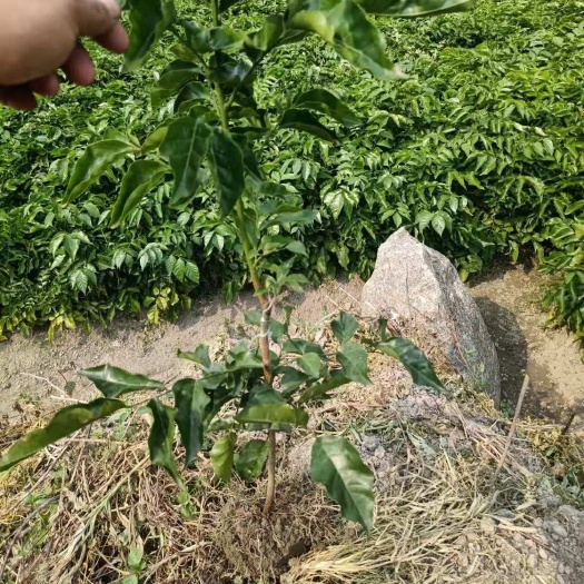 灵山县黑黄皮果苗  黑黄皮 嫁接苗裸根营养杯苗  包正品  自产自