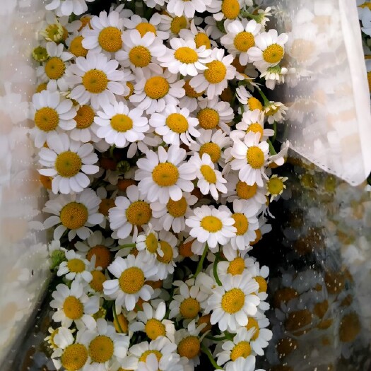 昆明草花  洋甘菊