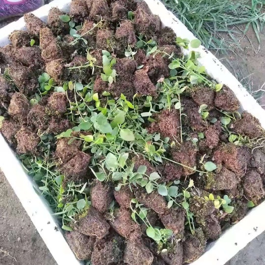 泰安绿宝石蓝莓苗 三年蓝莓苗